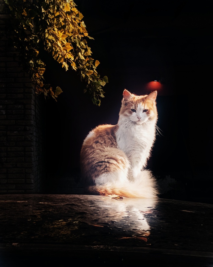 ���� ��, ��� �������