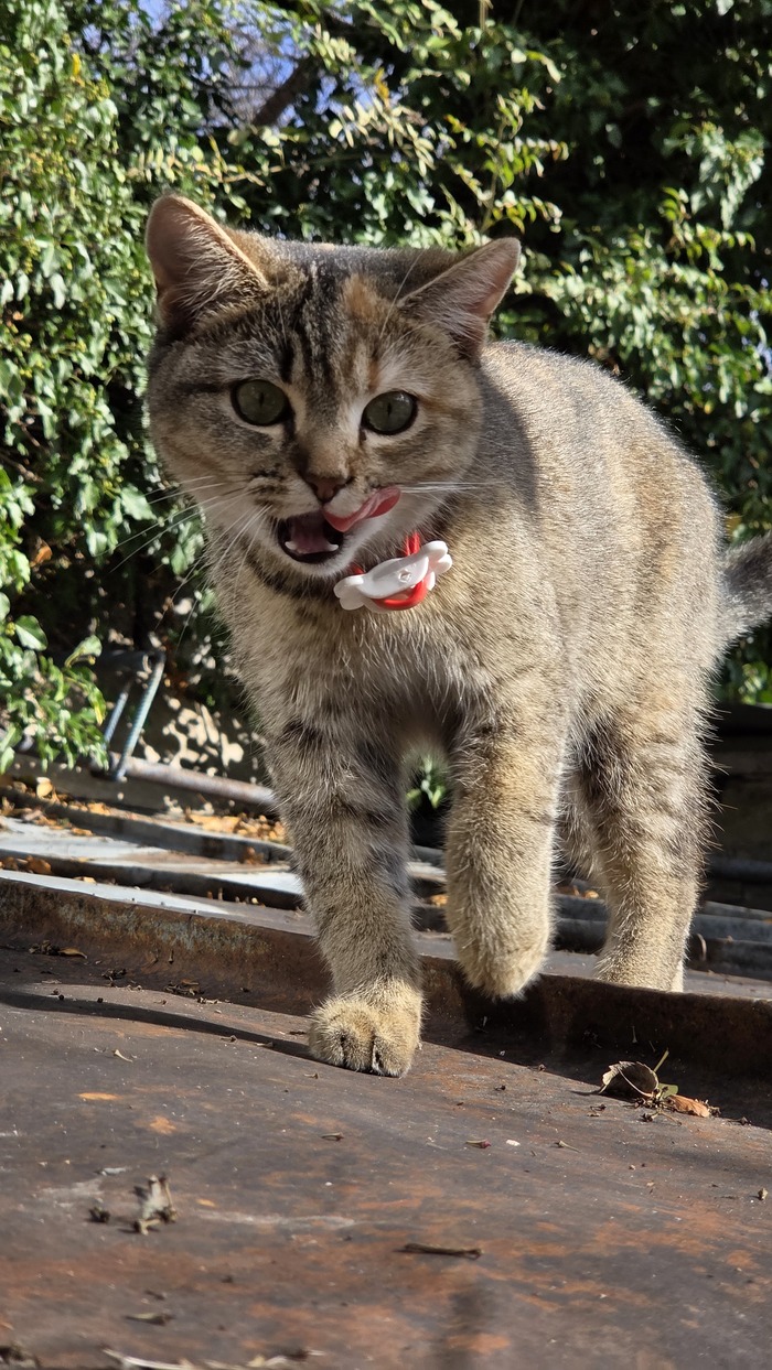 Ответ на пост «"Подтвердите, что вы пикабушник, добавив фото кота"»