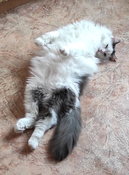 Пора кушать?