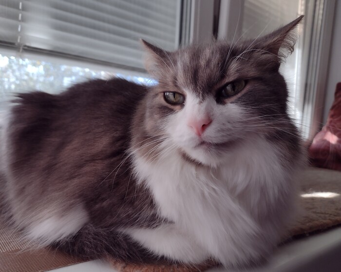 Наш кот Степан