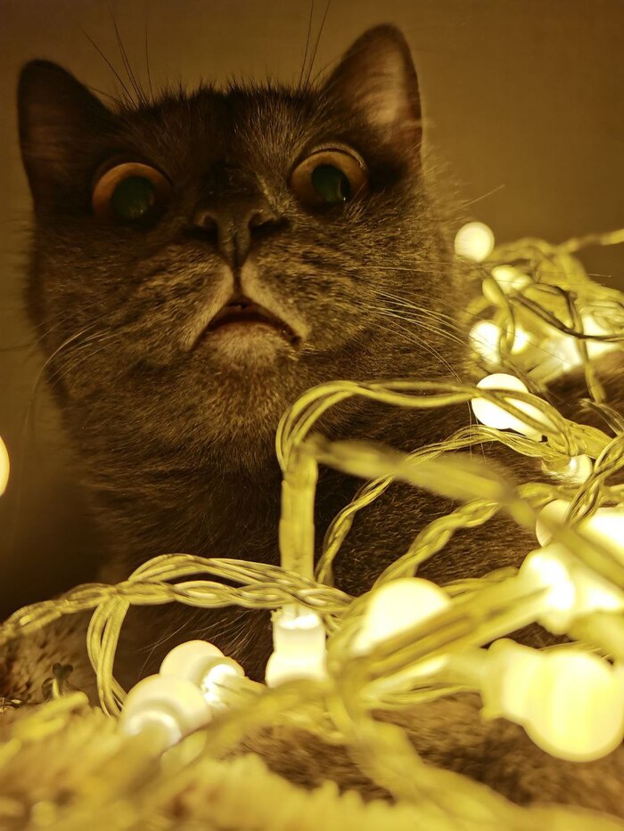 Моя самая лучшая фотка котца