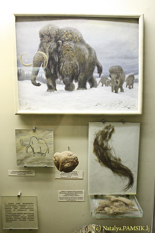 Настоящие волосы мамонта!