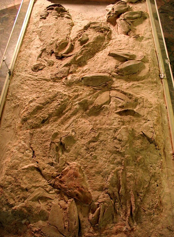 Плита с древними рыбами из местонахождения Лоде