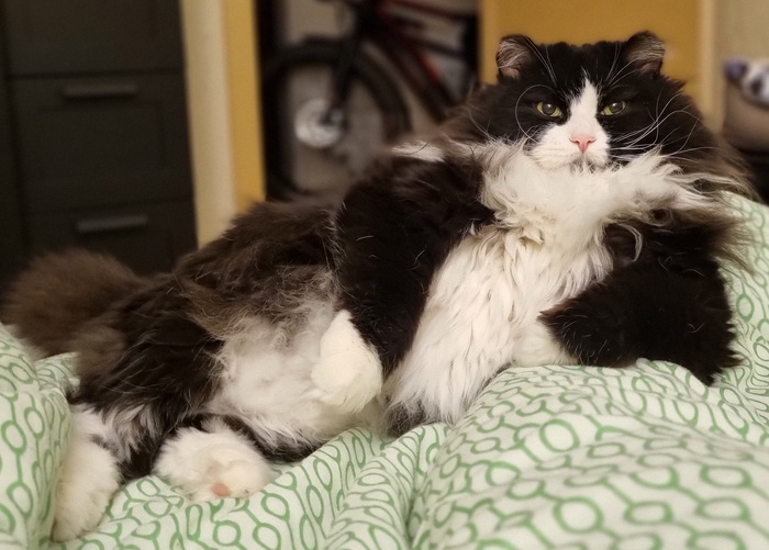 Ответ на пост «Моя лучшая фотография кота»