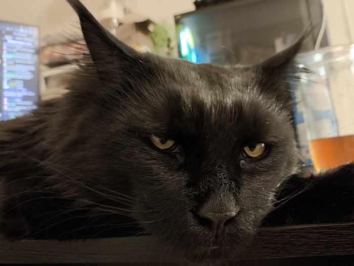 Кот Люцифер. Куняка