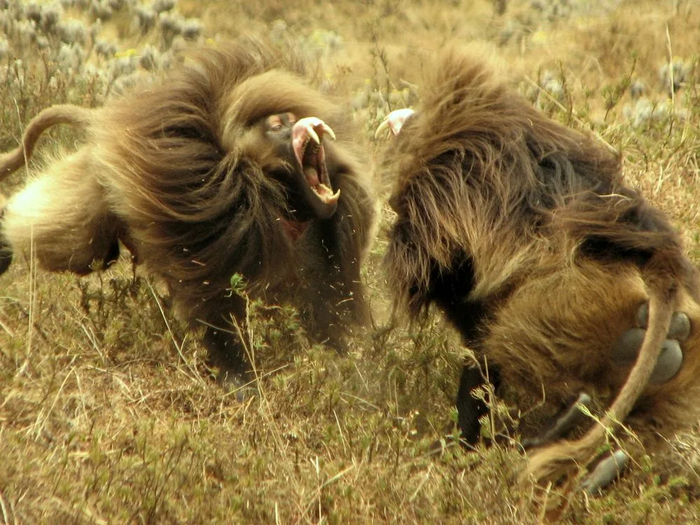 Ты на кого губу поднял?!