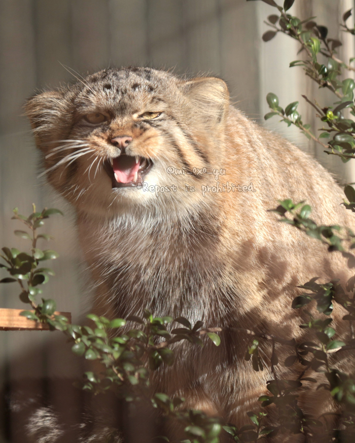 Я недоволен!