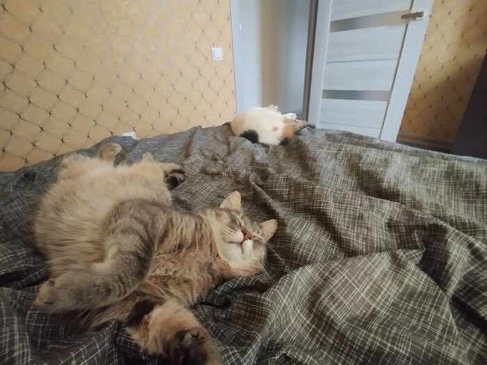 Лучшее фото котов