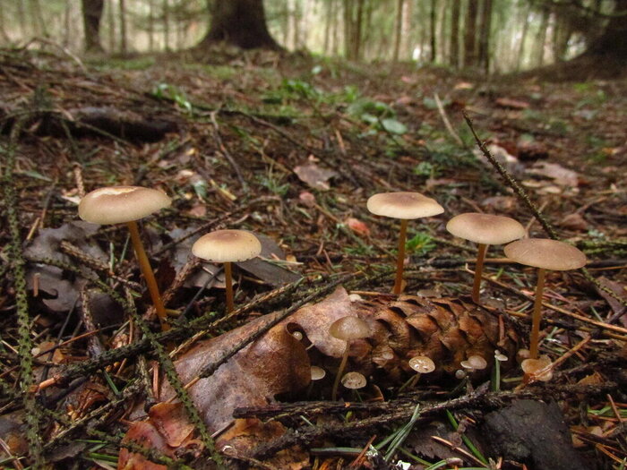 Стробилюрус съедобный. Фото с сайта <!--noindex--><a href="https://pikabu.ru/story/shishkolyub_sedobnyiy_13510207?u=http%3A%2F%2Fdzen.ru&t=dzen.ru&h=4df646f52a546fe378290929d40cca90ccf2902a" title="http://dzen.ru" target="_blank" rel="nofollow noopener">dzen.ru</a><!--/noindex-->.