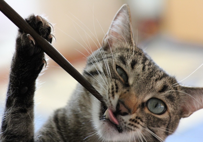 Ответ на пост «Моя лучшая фотография кота»