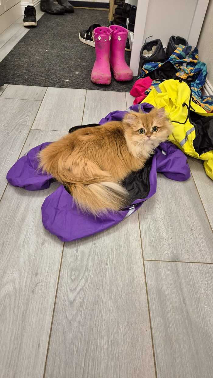 � �������� ?