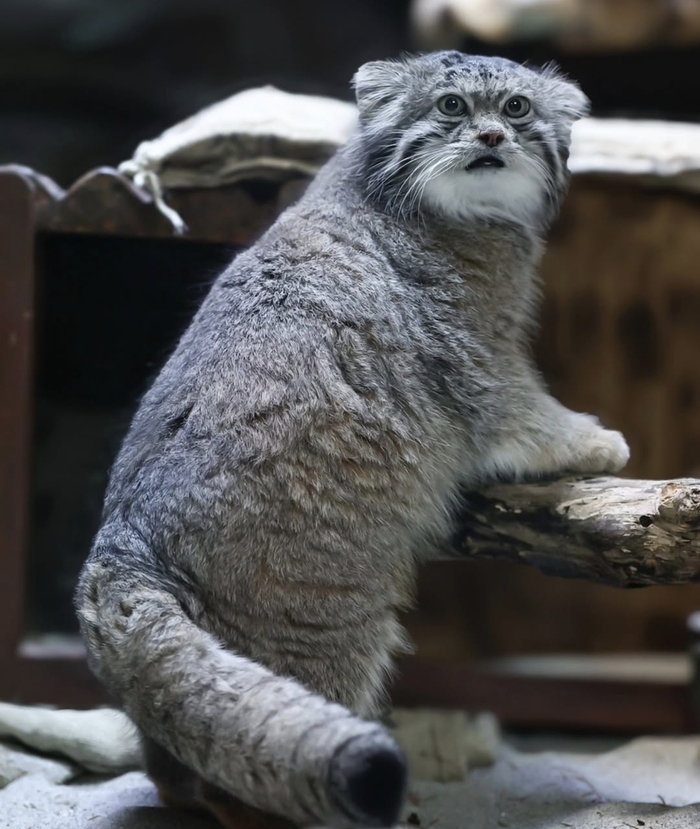 ��������� ���