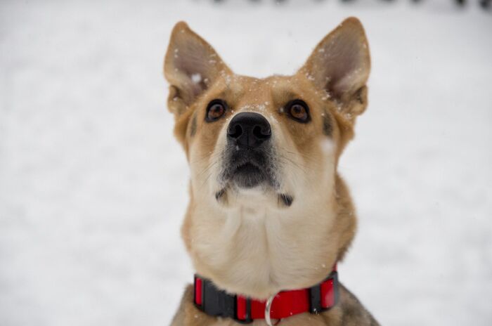 Василиса 2007-2020