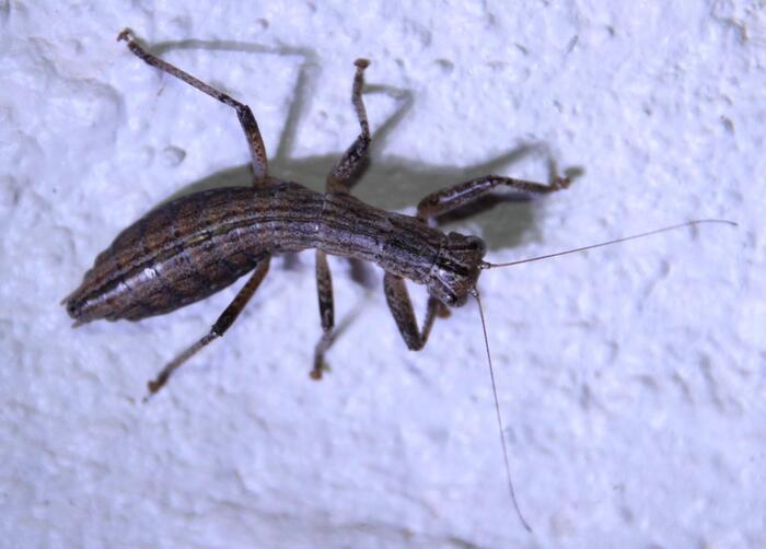 Karoophasma biedouwense, ЮАР, © Tony Rebelo, некоторые права защищены (CC-BY-SA)