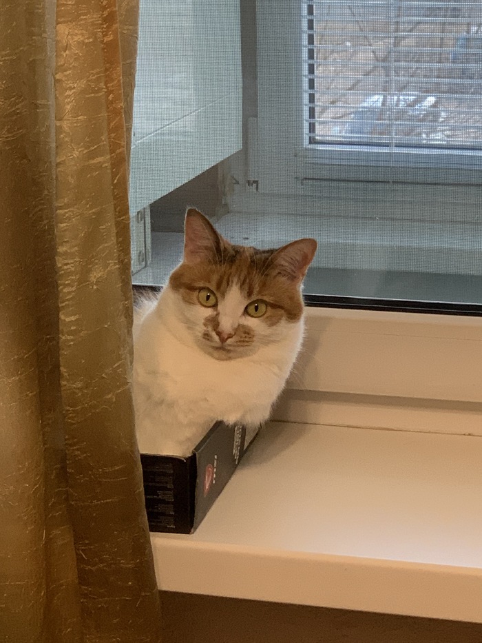 Моя лучшая фотография кошки