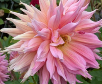 �� ���������� �����