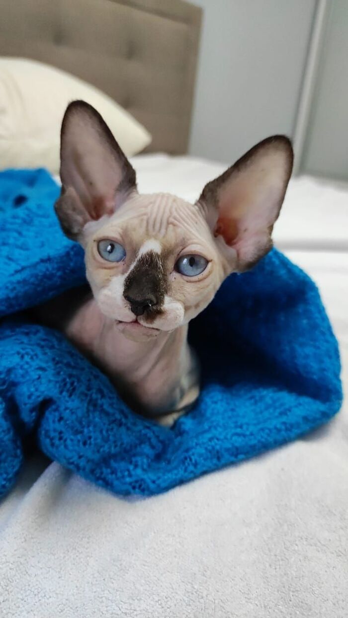 Моя лучшая фотография кота