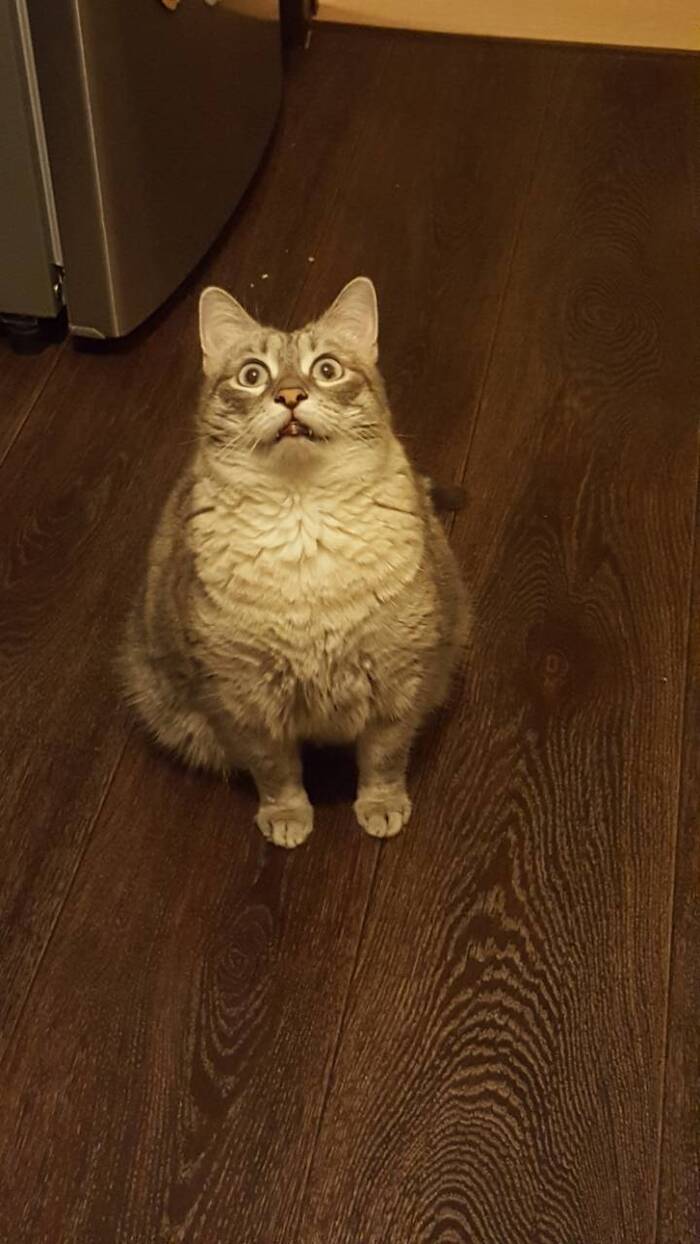 Моя лучшая фотография кота