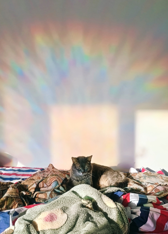 ������ ���� ����� ����