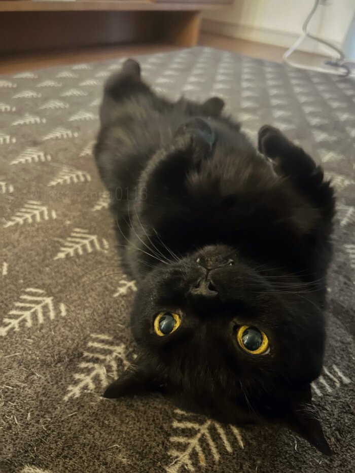 <!--noindex--><a href="https://pikabu.ru/story/chernoe_13508495?u=https%3A%2F%2Fx.com%2Fi%2Fstatus%2F2001059312366707024&t=https%3A%2F%2Fx.com%2Fi%2Fstatus%2F2001059312366707024&h=7fa5aee3c0d9bde2cd563a93303f47bb3acc00a4" title="https://x.com/i/status/2001059312366707024" target="_blank" rel="nofollow noopener">https://x.com/i/status/2001059312366707024</a><!--/noindex-->