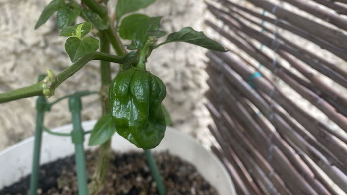 ����. ������ ����...