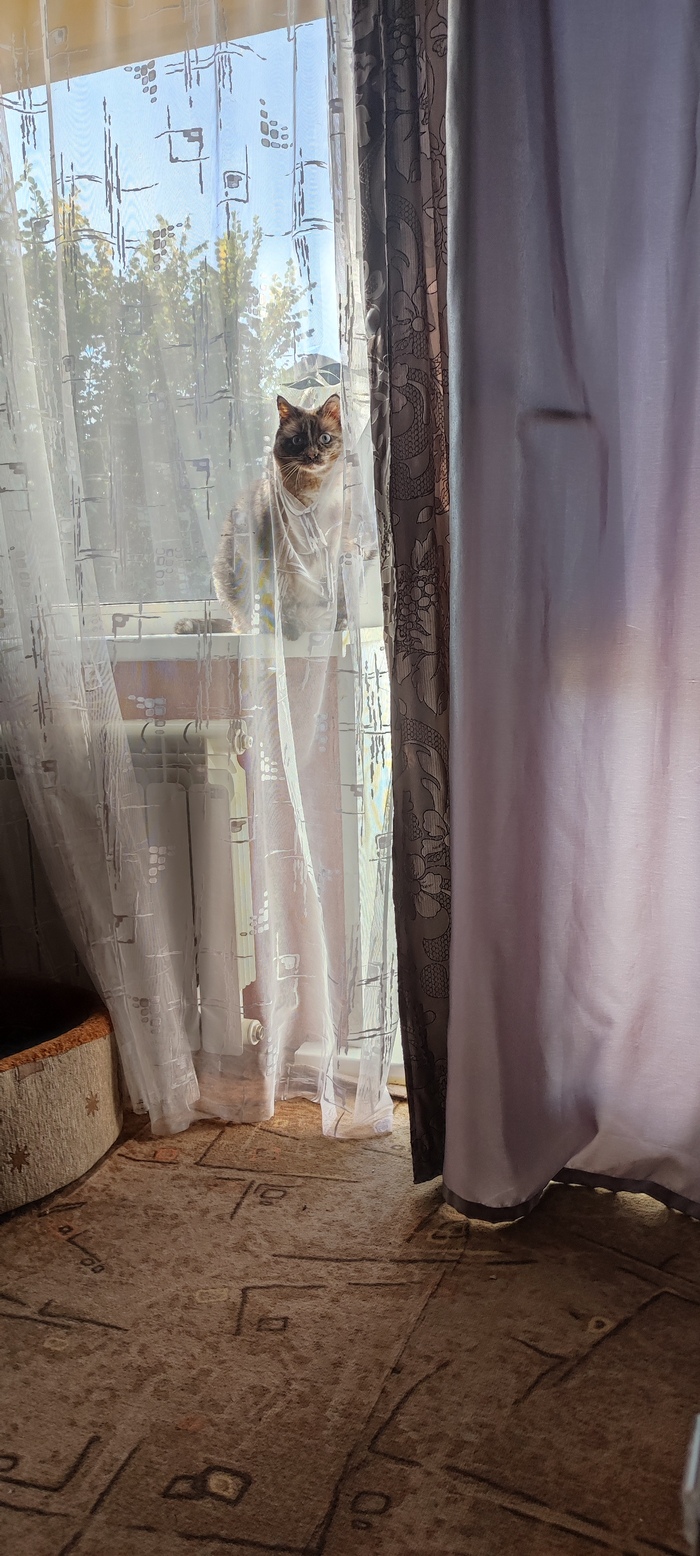 ��� ������ ���������� ����