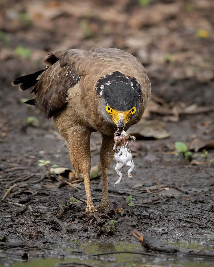 Хохлатый змееяд относит лягушку в водоём