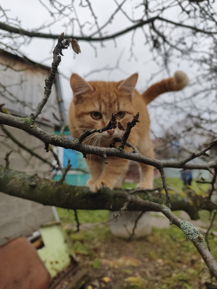 Ответ на пост «Моя лучшая фотография кота»