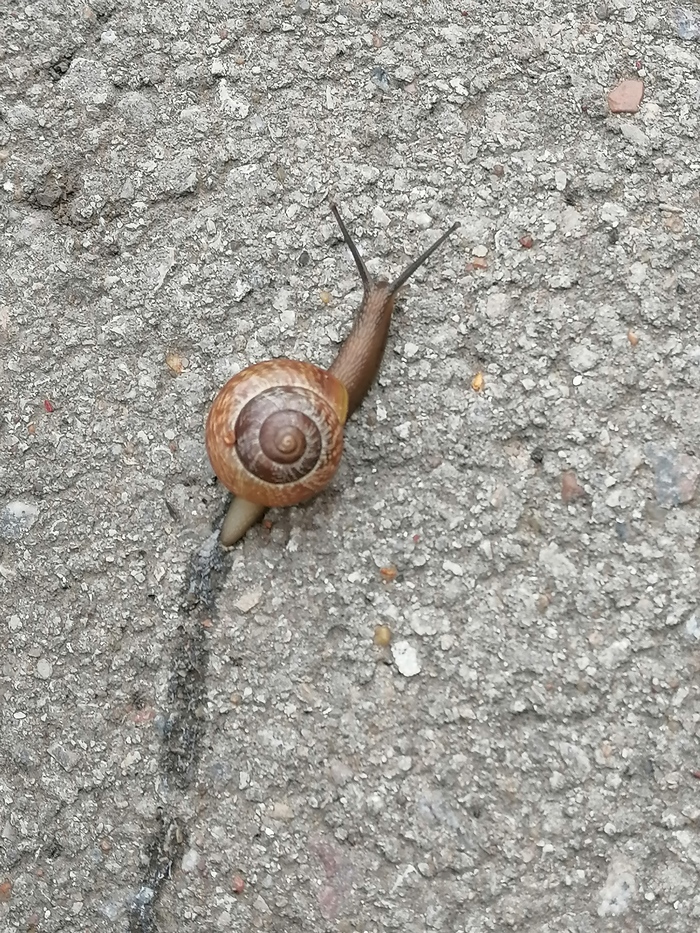 ��������, ������ ��������