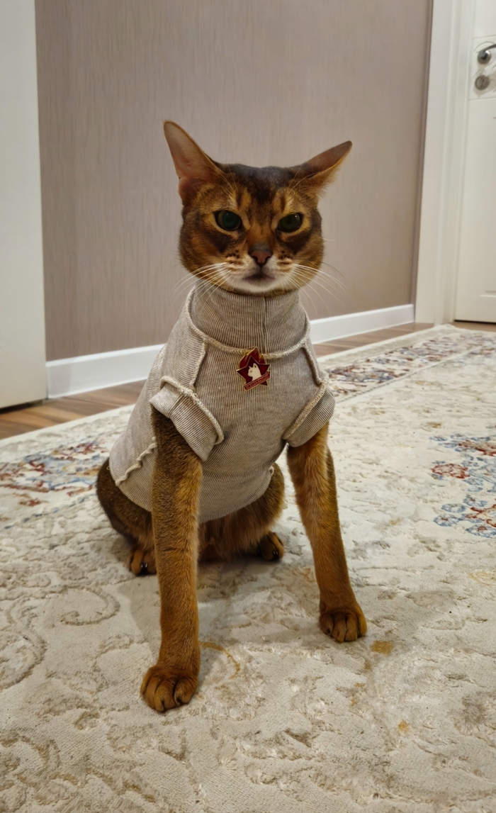 Ответ на пост «Моя лучшая фотография кота»