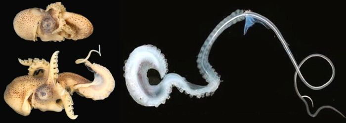 ��������-�������� � ������-�������� �����������.