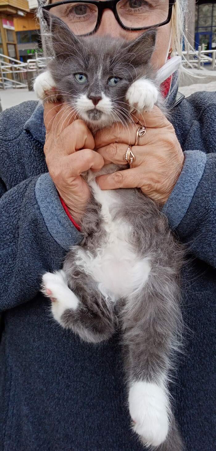 Ответ на пост «Моя лучшая фотография кота»