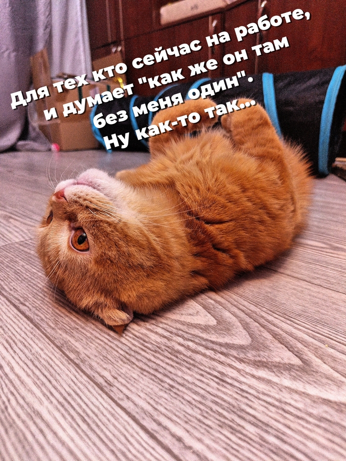 Один из вариантов, чем кот занимается когда никого нет дома