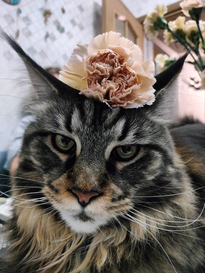 На мой взгляд лучше фото одного из моих котов