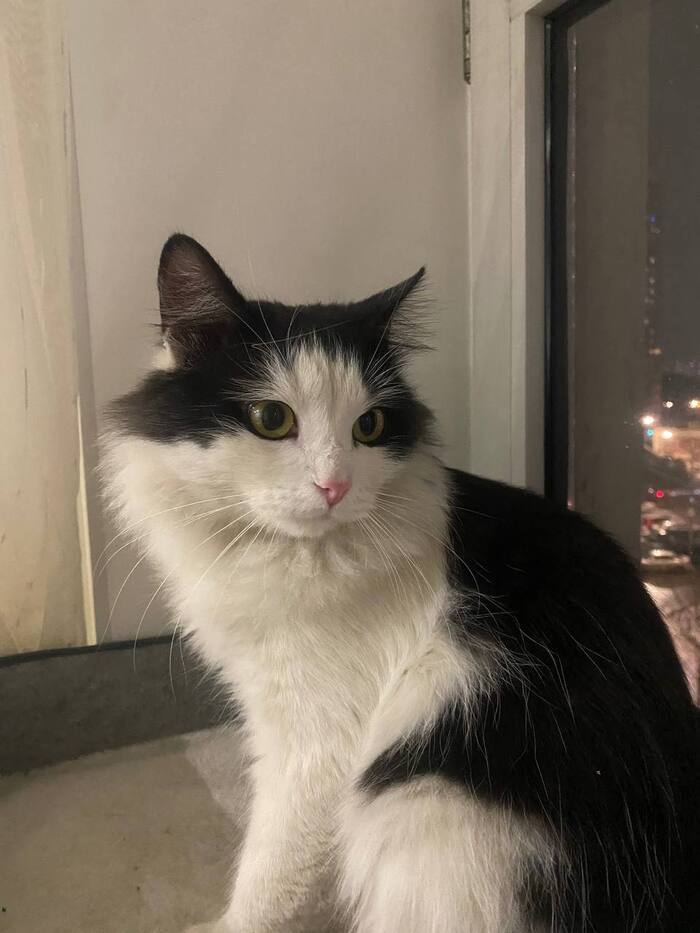 Кот ищет дом