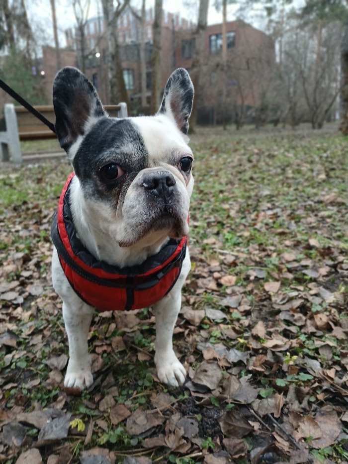 ������ ���� ���� - ������