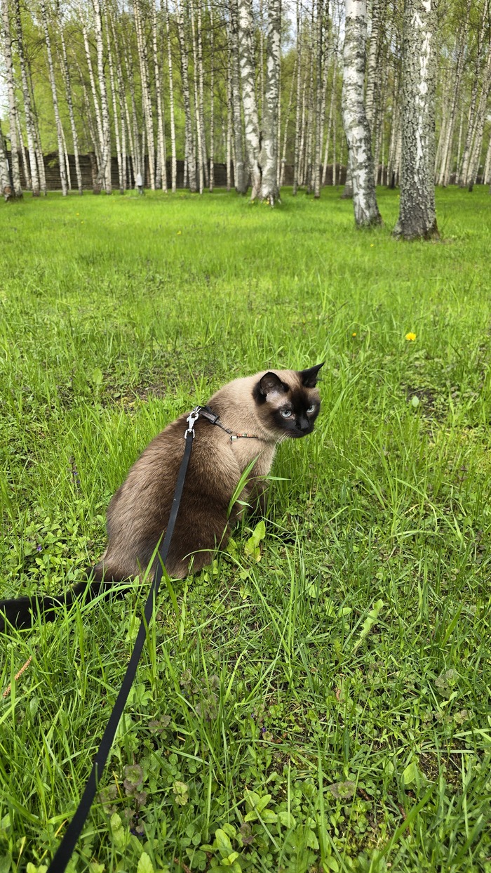 Моя лучшая фотография кота