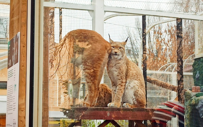 Ответ на пост «Моя лучшая фотография петуха. А то все коты, коты... пеТУ-154 к взлёту готов...»
