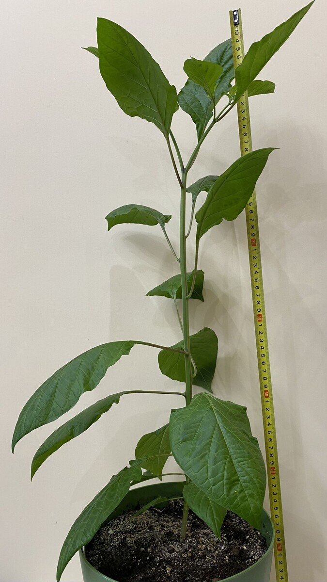 �� ���� ���������� �������� ��� - 97 ��