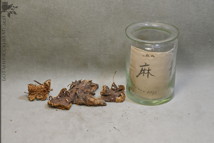 Клопогон вонючий (Actaea cimicifuga) – корневище, облегчает ранние стадии сыпевых инфекций, снижает жар и выводит токсины. Получено от Татаринова А.А. в 1857 г. Коллекция экономической ботаники Ботанического музея БИН РАН.