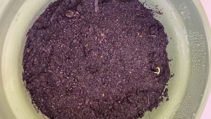 ����, ������ ����...