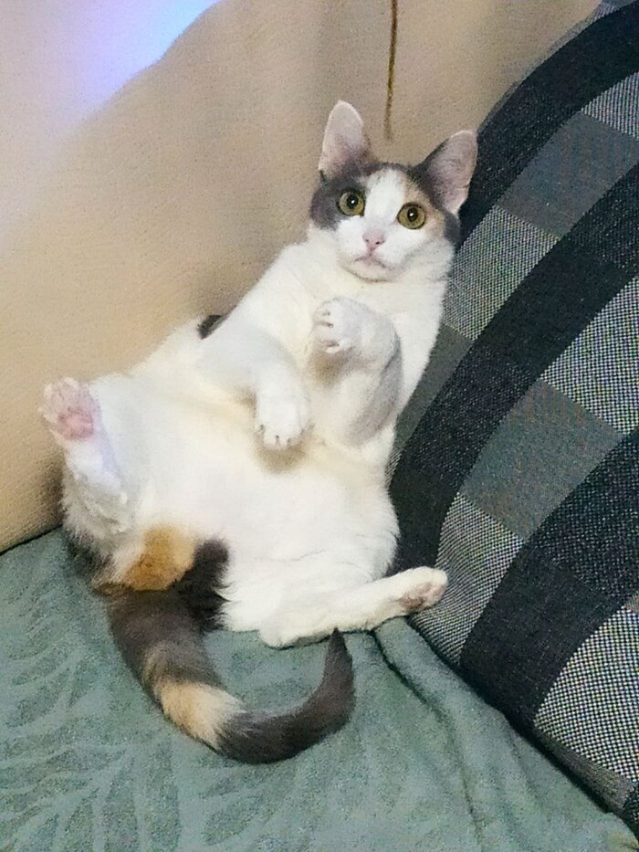 очень характерная. возрастная кошка