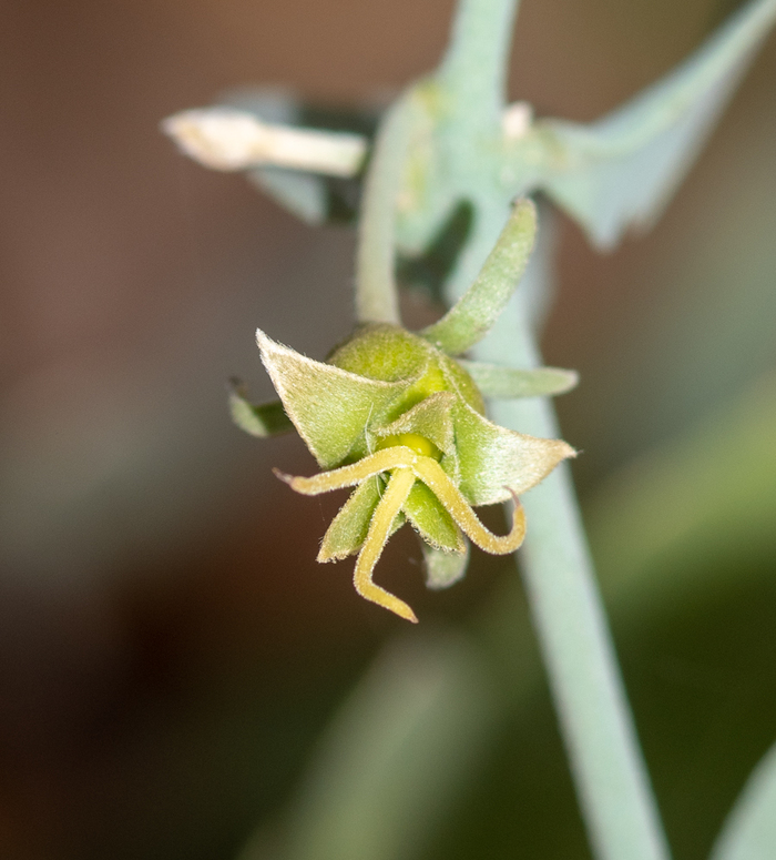 ������� ������ ������� ������ (�������). ���� �. ����������� � ����� <!--noindex--><a href="https://pikabu.ru/story/simmondsiya_kitayskaya_13530466?u=http%3A%2F%2Fplantarium.ru&t=plantarium.ru&h=a99e55320aea562513d8f75971d3e7338d0dbe18" title="http://plantarium.ru" target="_blank" rel="nofollow noopener">plantarium.ru</a><!--/noindex-->.