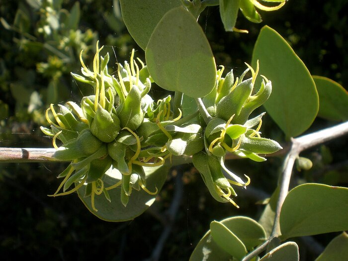 ����� � �������� � �������� �������� � ��������. ���� � ����� <!--noindex--><a href="https://pikabu.ru/story/simmondsiya_kitayskaya_13530466?u=http%3A%2F%2Fwikipedia.org&t=wikipedia.org&h=069e34549d8605623376d6a956946f0dddfb7907" title="http://wikipedia.org" target="_blank" rel="nofollow noopener">wikipedia.org</a><!--/noindex-->.