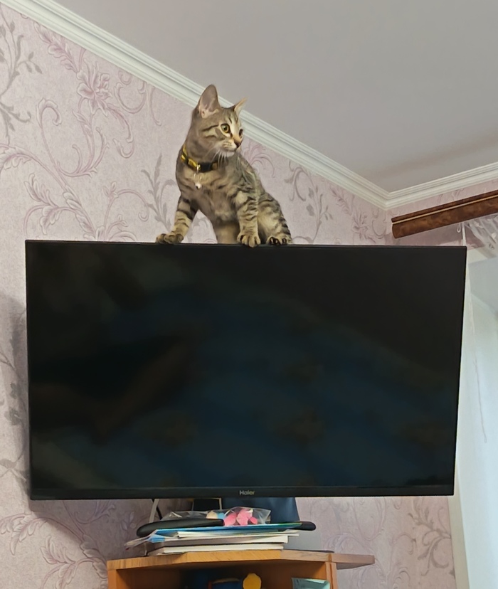 ����� ��������� - ��, �� ������, ��� ����� ������ 😸