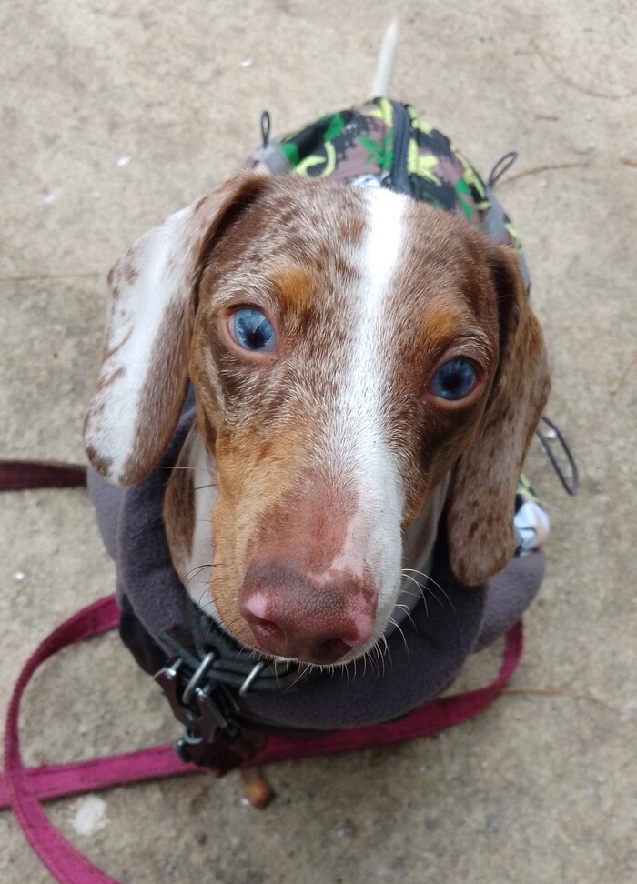 Моя лучшая фотография собаки