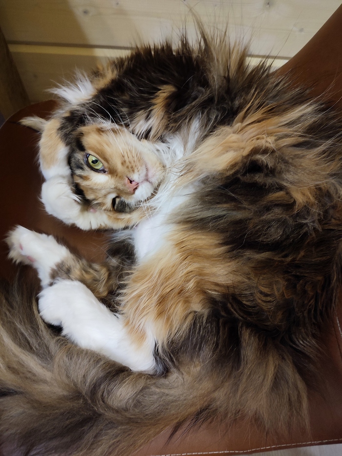 ��� ������ ���������� ����, ������ �������