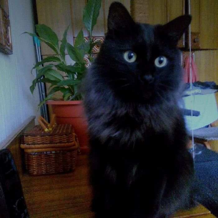 ���� -������� ����.