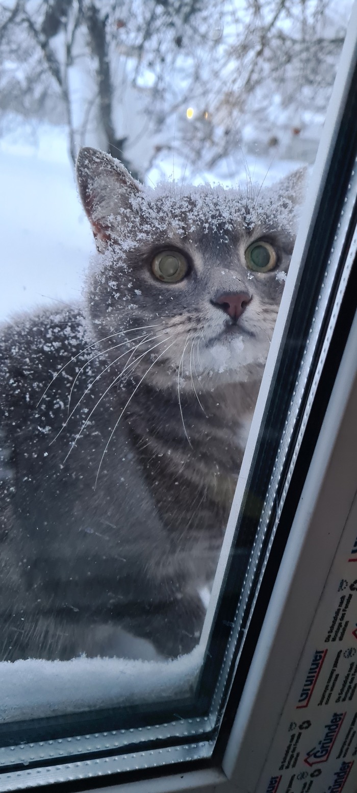 Зимой, если вдруг забыл открыть дверь через 5 минут, она стучится в окна