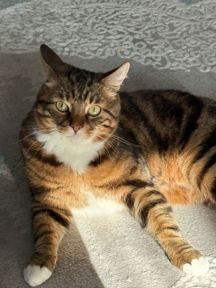 ������ ���������� ����� ����